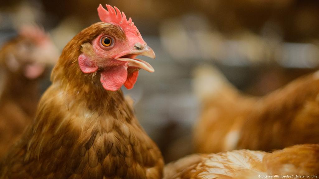 BREAKING: Thousands of birds die as Niger State reports avian flu outbreak