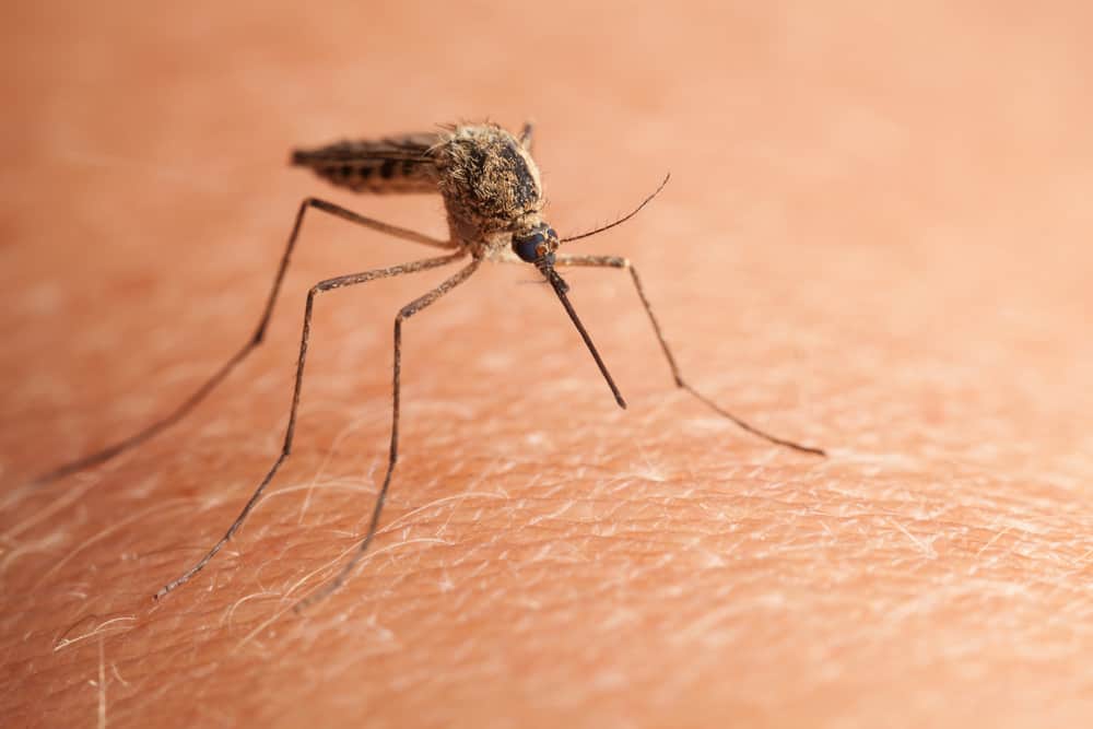 Simple genetic modification aims to stop mosquitoes spreading malaria