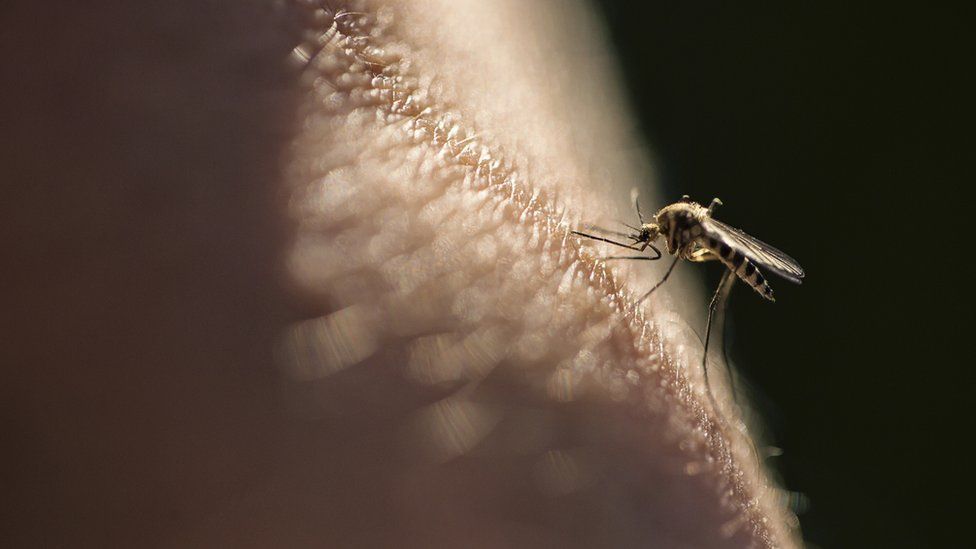 Scientists design new drug compound to stop malaria in its tracks