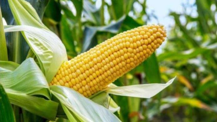 Nigerian bank to fund 120,000 maize farmers