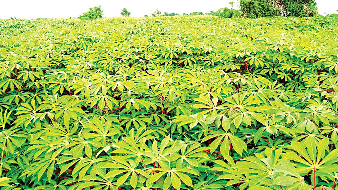 Despite 20% global cassava share, low yield denies farmers bumper harvest