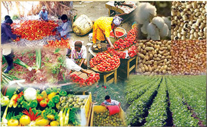 Food crisis: FG, states review agric policies, programmes