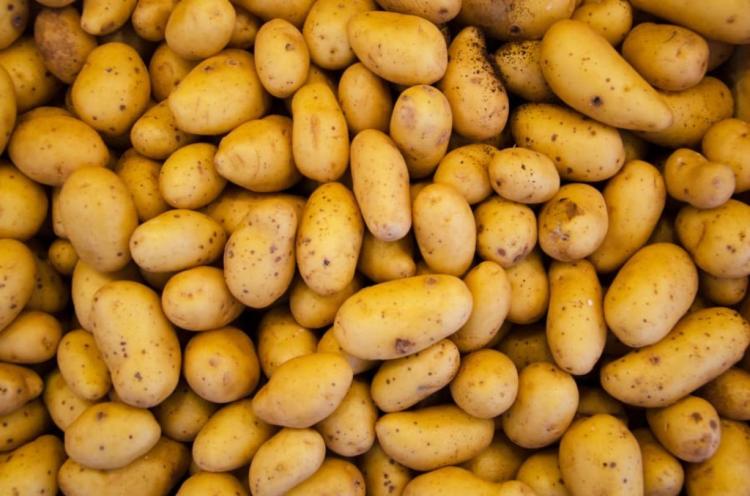 FG Moves To Boost Potato Production In North West