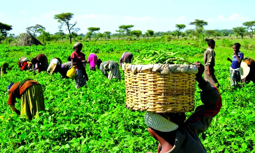 NIRSAL trains over 700, 000 farmers, others in agribusiness