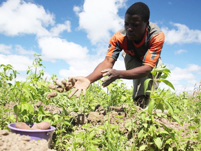 Food Security: FG Vows to Support Farmers Nationwide