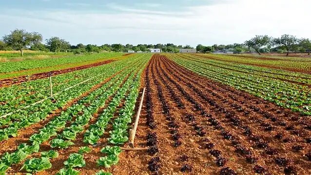 Federal Government to unveil new agriculture policy