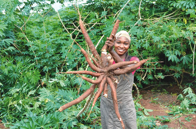 ‘Improved Varieties Crucial To Cassava Productivity, Job Creation In Nigeria’