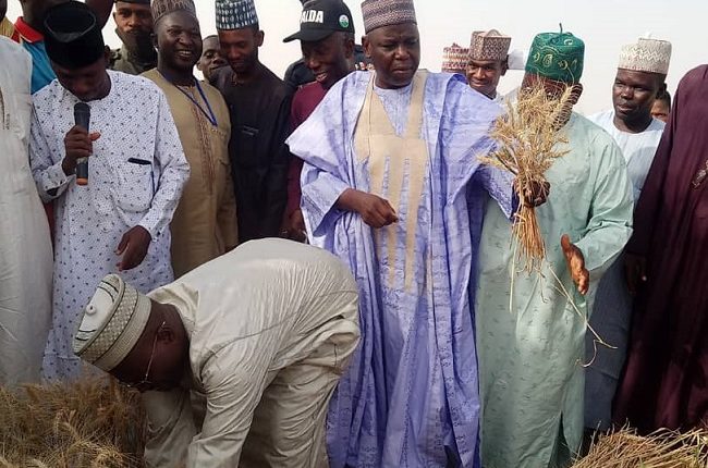 NALDA Commences First Dry Season Wheat Harvest In Gombe, Distributes Pumping Machines