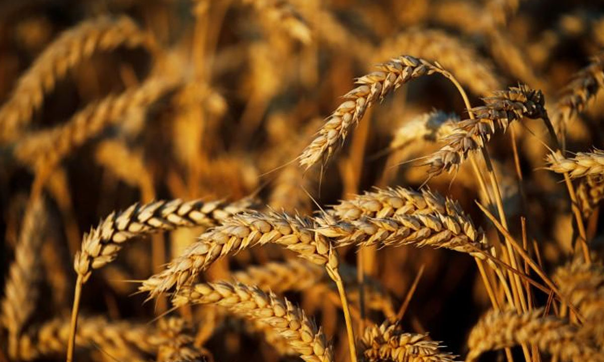 NALDA Harvests 1,000 Tonnes Of Wheat In Gombe