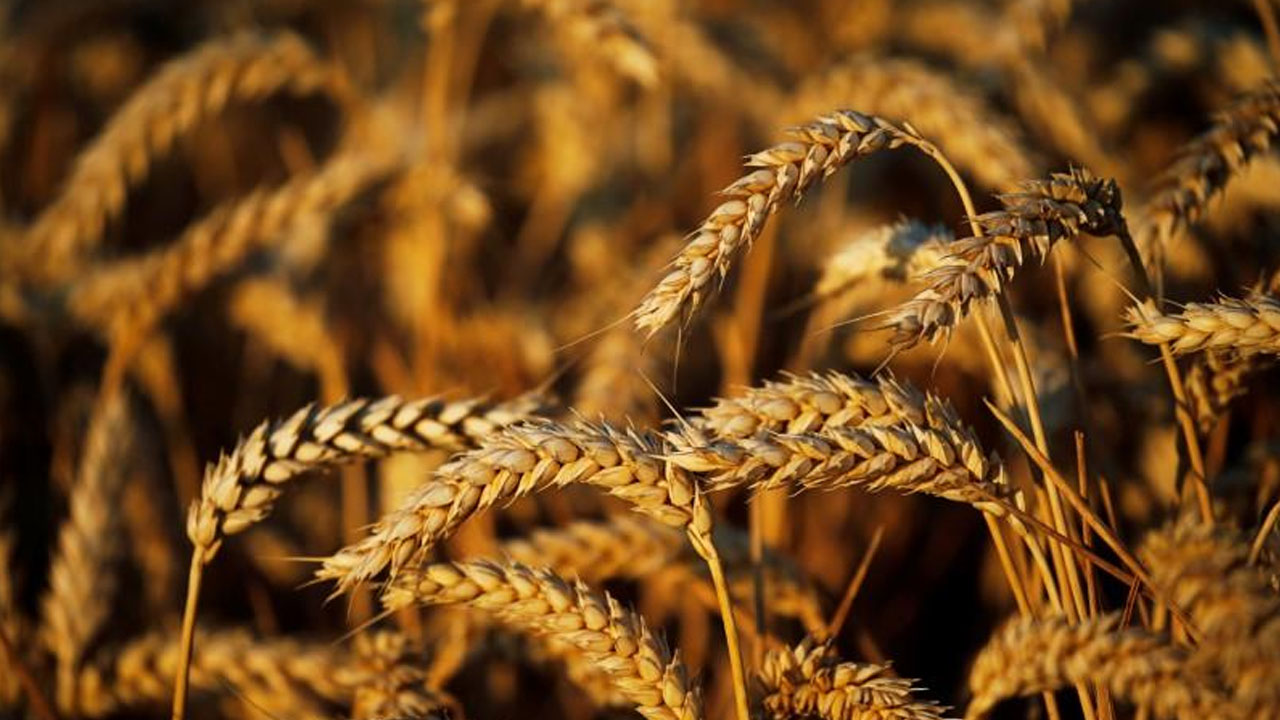 NALDA Harvests 1,000 Tonnes Of Wheat In Gombe