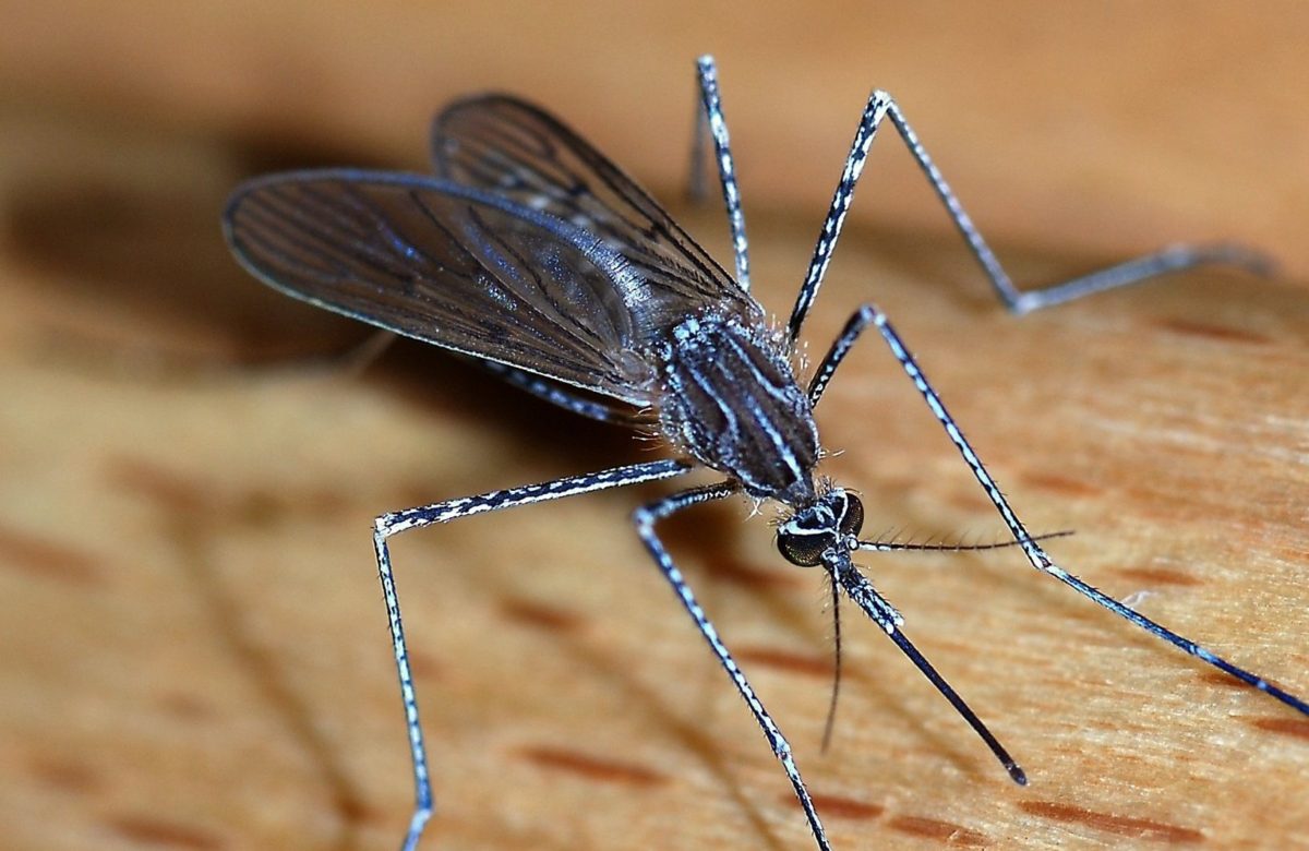 Mosquitoes Resistant to Insecticide Discovered in Jigawa