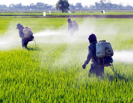 FG Set To Develop A Framework On Chemical, Pesticide Control