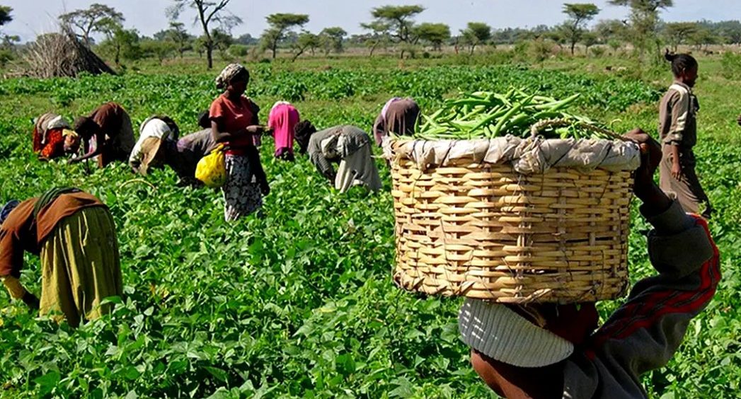 Agric Ministry, US Sign MoU On AIM For Climate