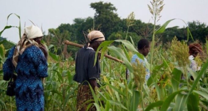 Food Security: FG Partners UN To Establish Digital Platform For Women Farmers