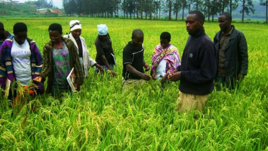 Food Security: Nigeria Can Boost Crop Production Through Biotechnology—–Expert