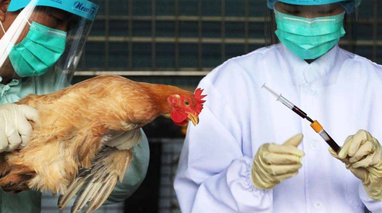 Fear of next pandemic as bird flu spreads