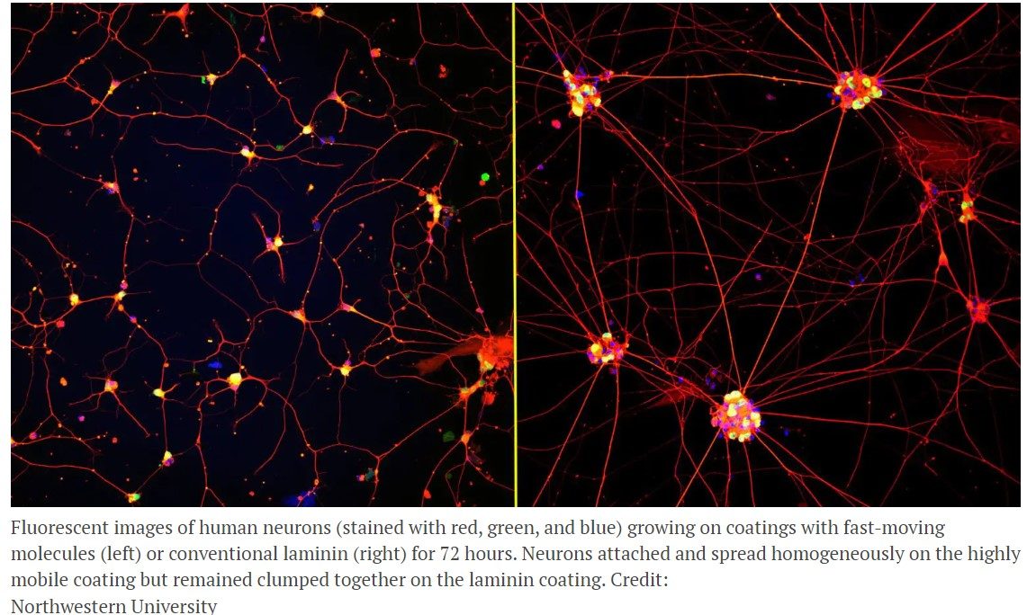 Mature “Lab Grown” Neurons Hold Promise for Neurodegenerative Diseases Like Alzheimer’s