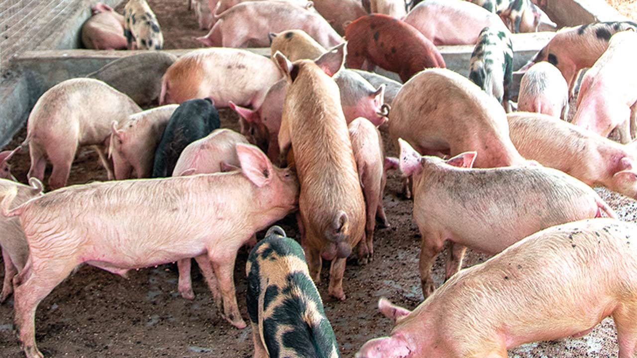 Nigerian pig farmers urged to take precautions to forestall outbreak of ASF