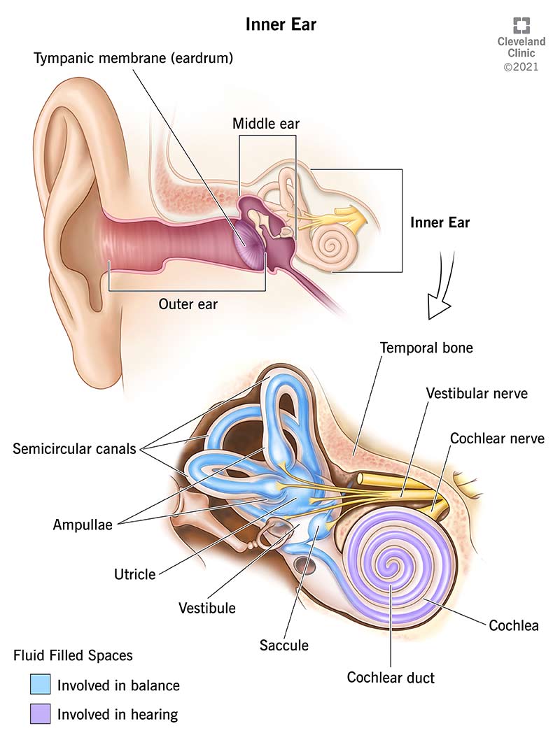 New possibilities for hearing restoration