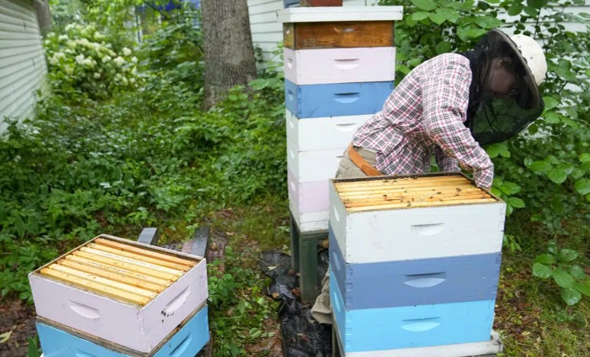 Struggling beekeepers stabilize population