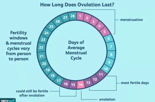 Ugandan women and their fertility