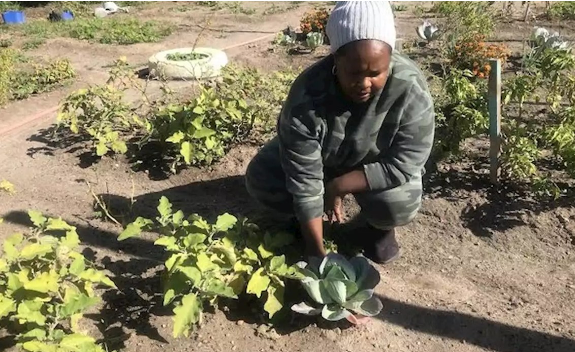 Gardens feeding hungry families – Cape Town
