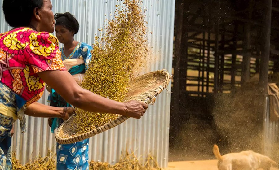 African Women Seek to Boost Innovation and Creativity in Agribusiness