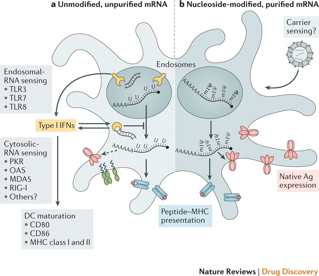 Scientific breakthrough harnesses mRNA technology to develop powerful malaria vaccine