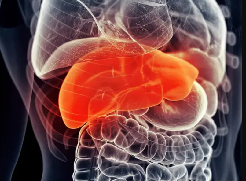 scientists-identify-potential-new-treatment-for-liver-disease-lisdel