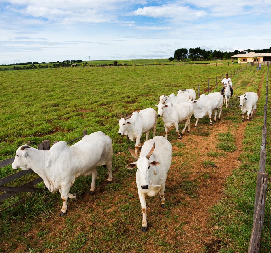 Celebrating the progress of the animal health sector in containing antimicrobial resistance