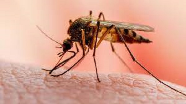 Nigeria contributes 27% of malaria cases, 31% of deaths globally – Medical expert